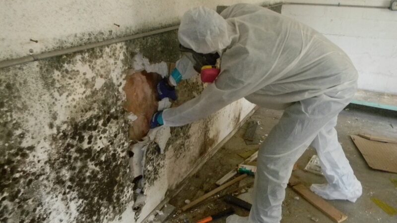 mould removal Concord
