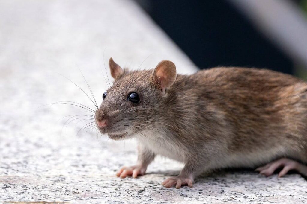 Pest Control for Rodents Melbourne