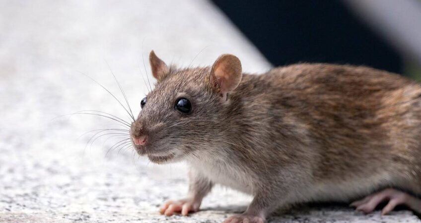 Pest Control for Rodents Melbourne