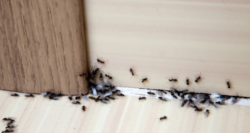 ant extermination Mount Waverley