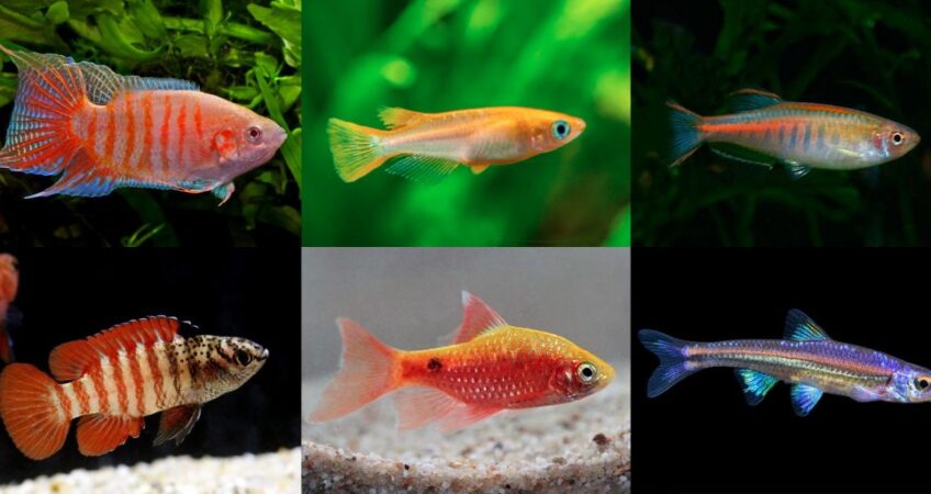 buy fish Australia