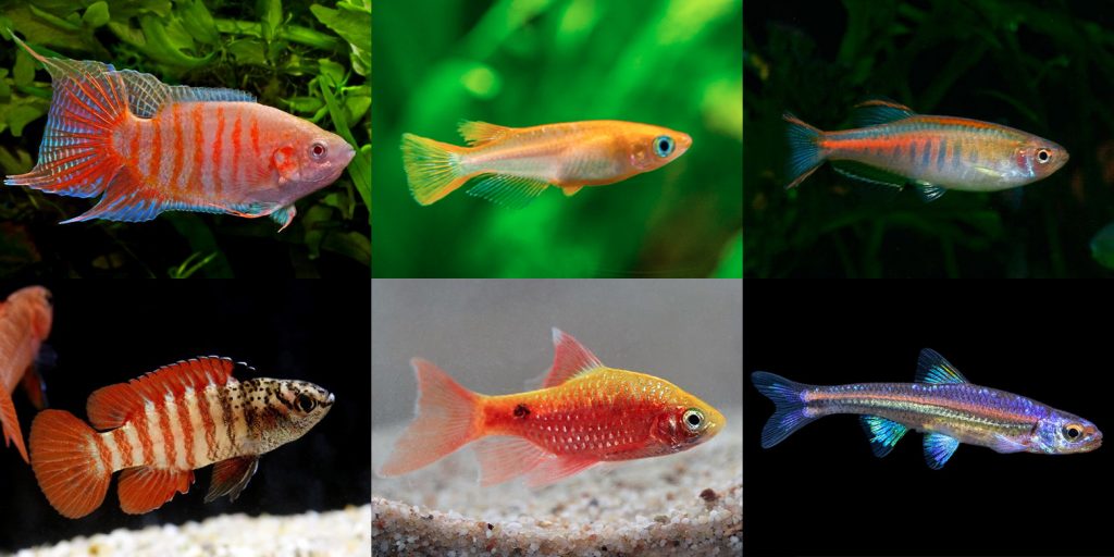 buy fish Australia